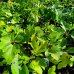 Ficus carica (Figovník obyčajný) ´BROWN TURKEY´ - kont. C1,5L, výška 15-25 cm (-20°C) Ficus carica (Figovník obyčajný) ´BROWN TURKEY´ - kont. C1,5L, výška 15-25 cm (-20°C)